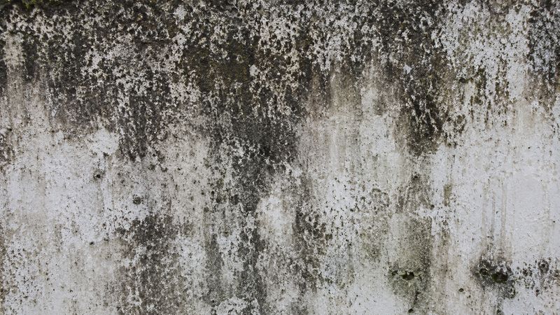 Dunkle Bewuchsschlieren auf einer durchfeuchteten Außenwand aus Beton