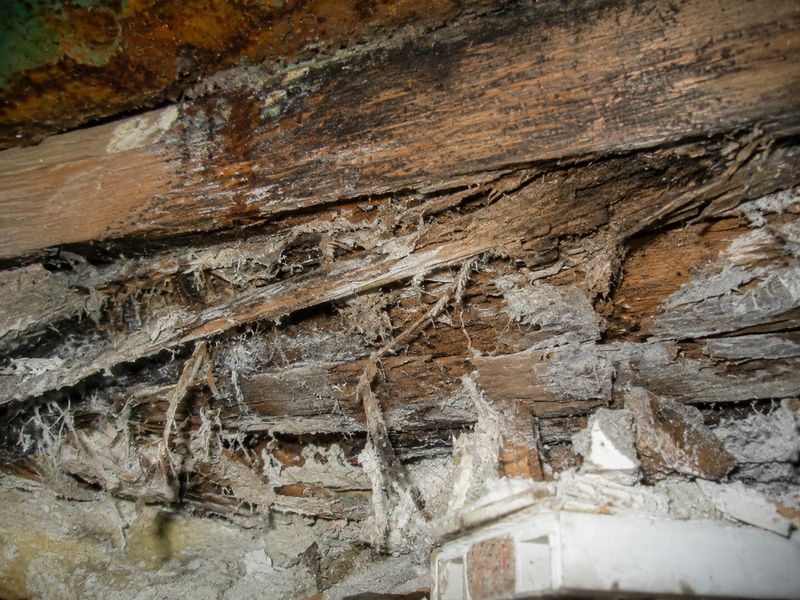Balkenkopf aus Holz, der in würfelartige Stücke zerfallen ist, mit weißen Pilzfäden in den Rissen