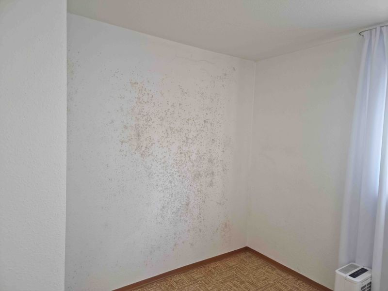 Flächige, hellgraue Stockflecken auf einer weißen Schlafzimmerwand neben einem Vorhang